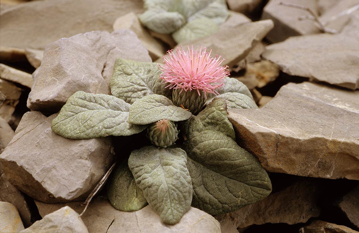 Jurinea fontqueri, endémica de la Sierra de Mágina, Almería