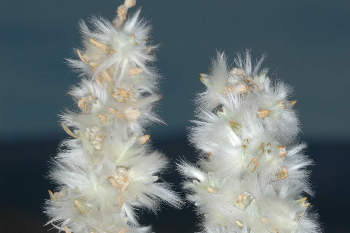 Krascheninnikovia ceratoides, Marquesado, Granada