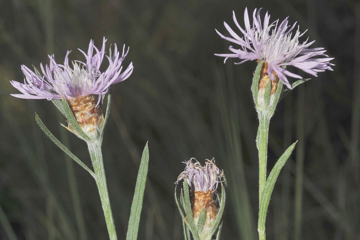 Cenataurea dracunculifolia, Cúllar, Granada