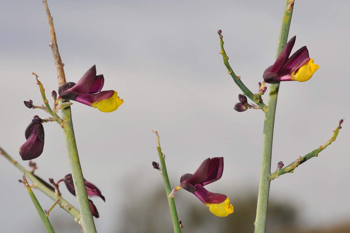 Polygala balansae, Almuñécar, Granada