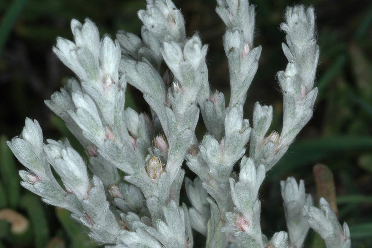 10. Krascheninnikovia ceratoides, Marquesado, Granada