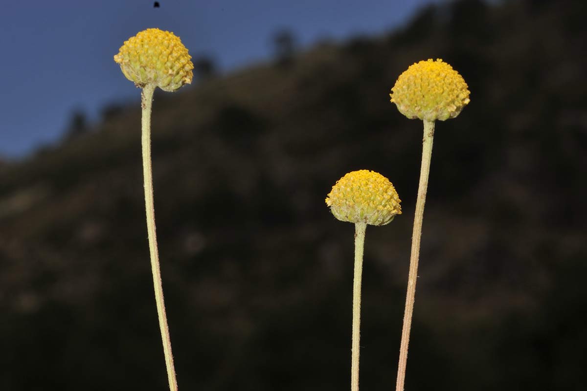 Anthemis alpestris, sierra de Segura, Jaén