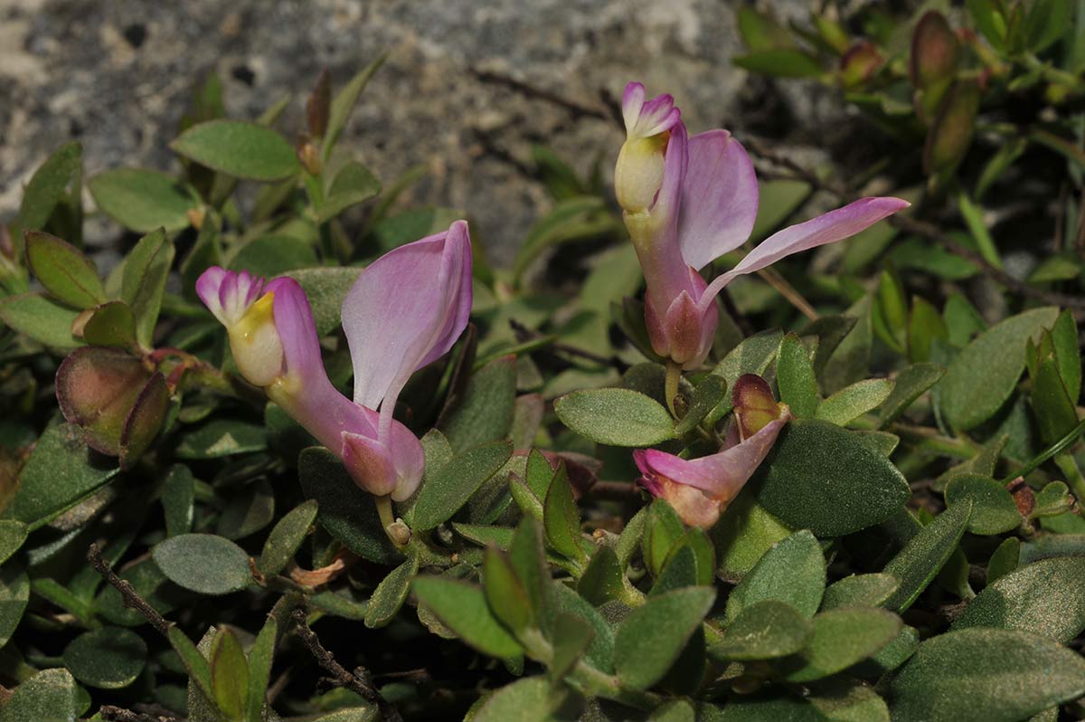 Polygala webbiana, sierra de Alcarapín, Málaga