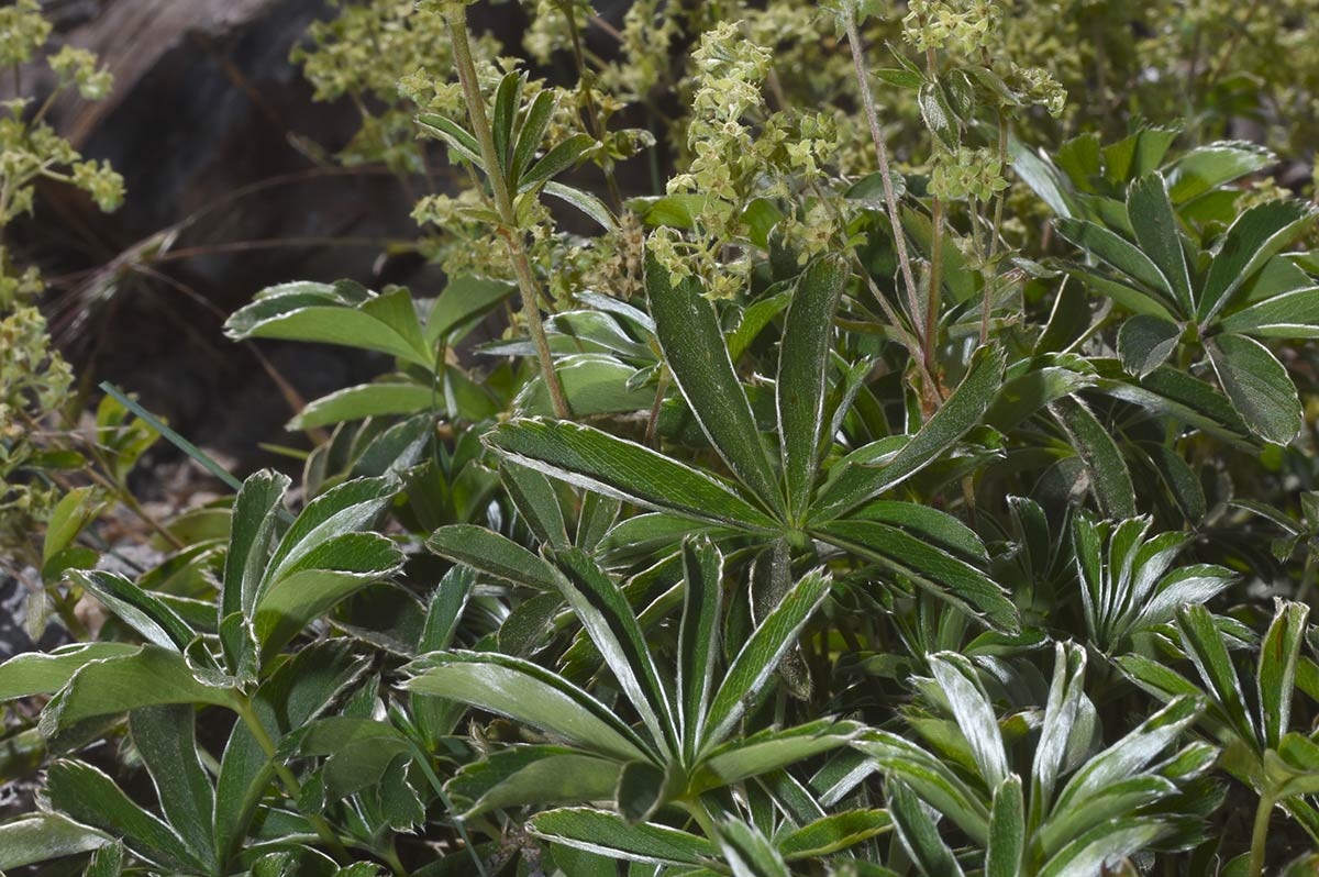 Alchemilla fontqueri, endémica de Sierra Nevada