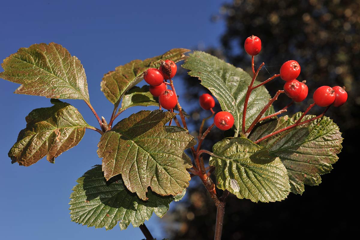 Sorbus intermedia, Sierra Nevada, Granada
