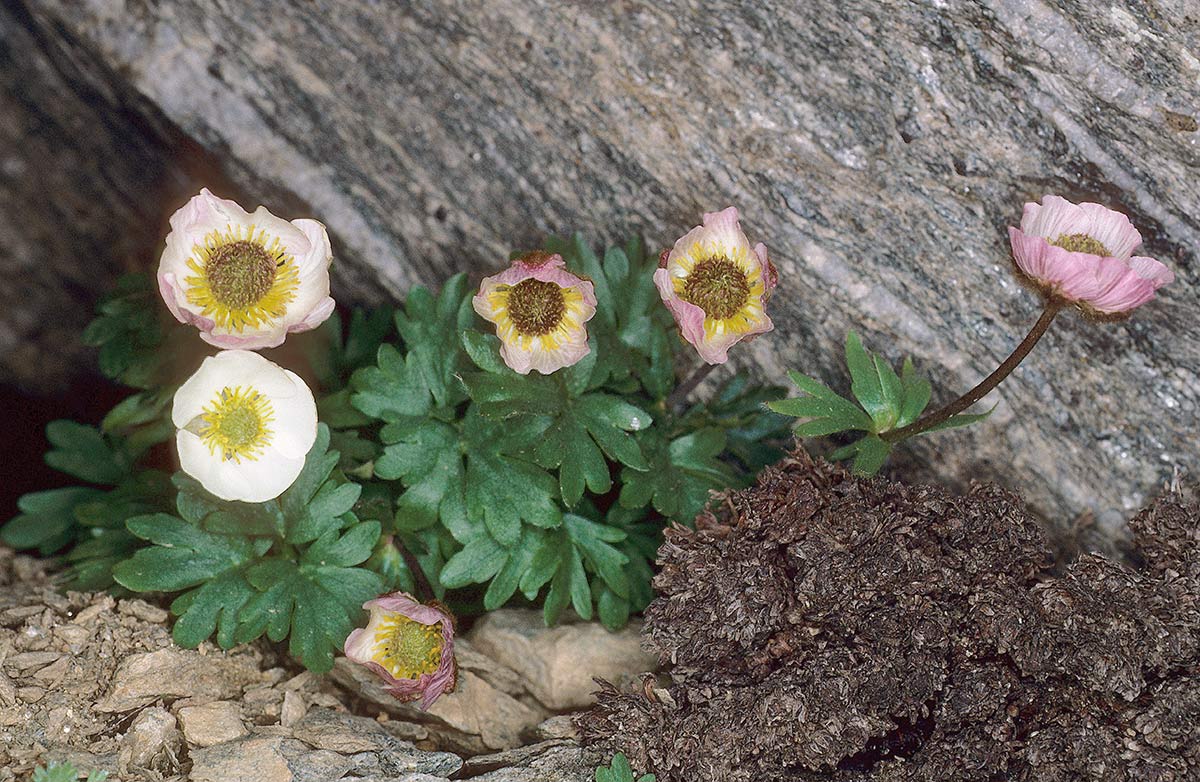 Ranunculus glacialis, Sierra Nevada, Granada