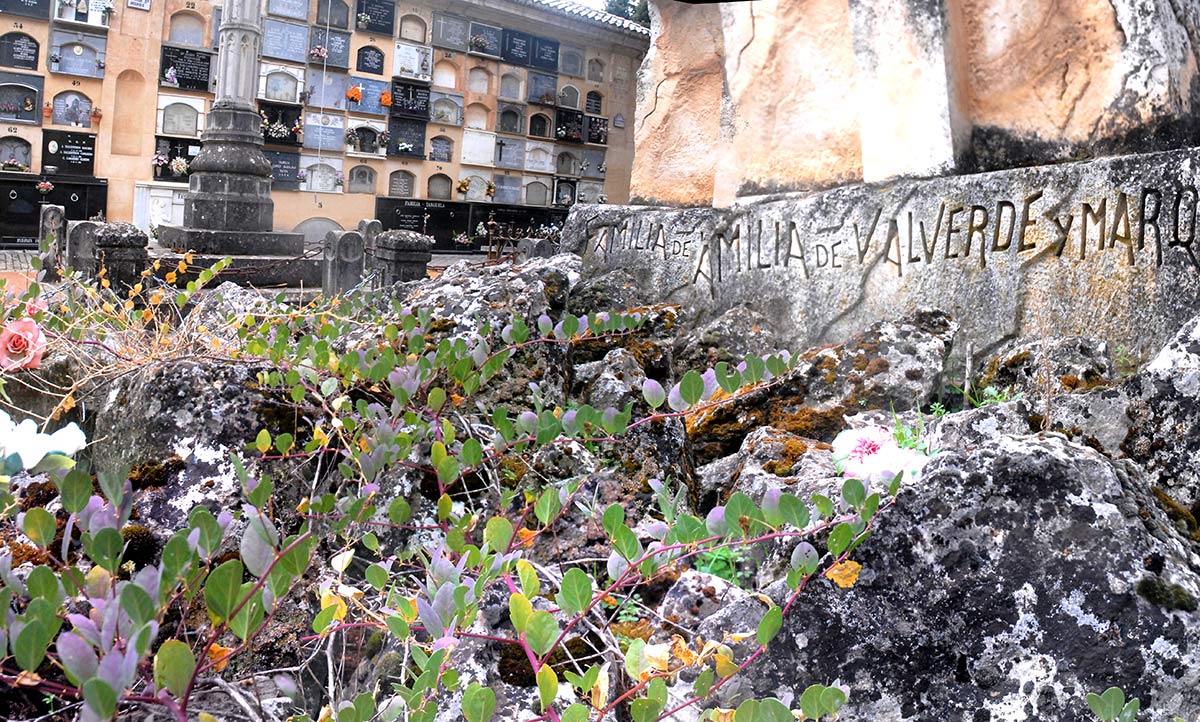 Una alcaparra crece entre las piedras de granito.