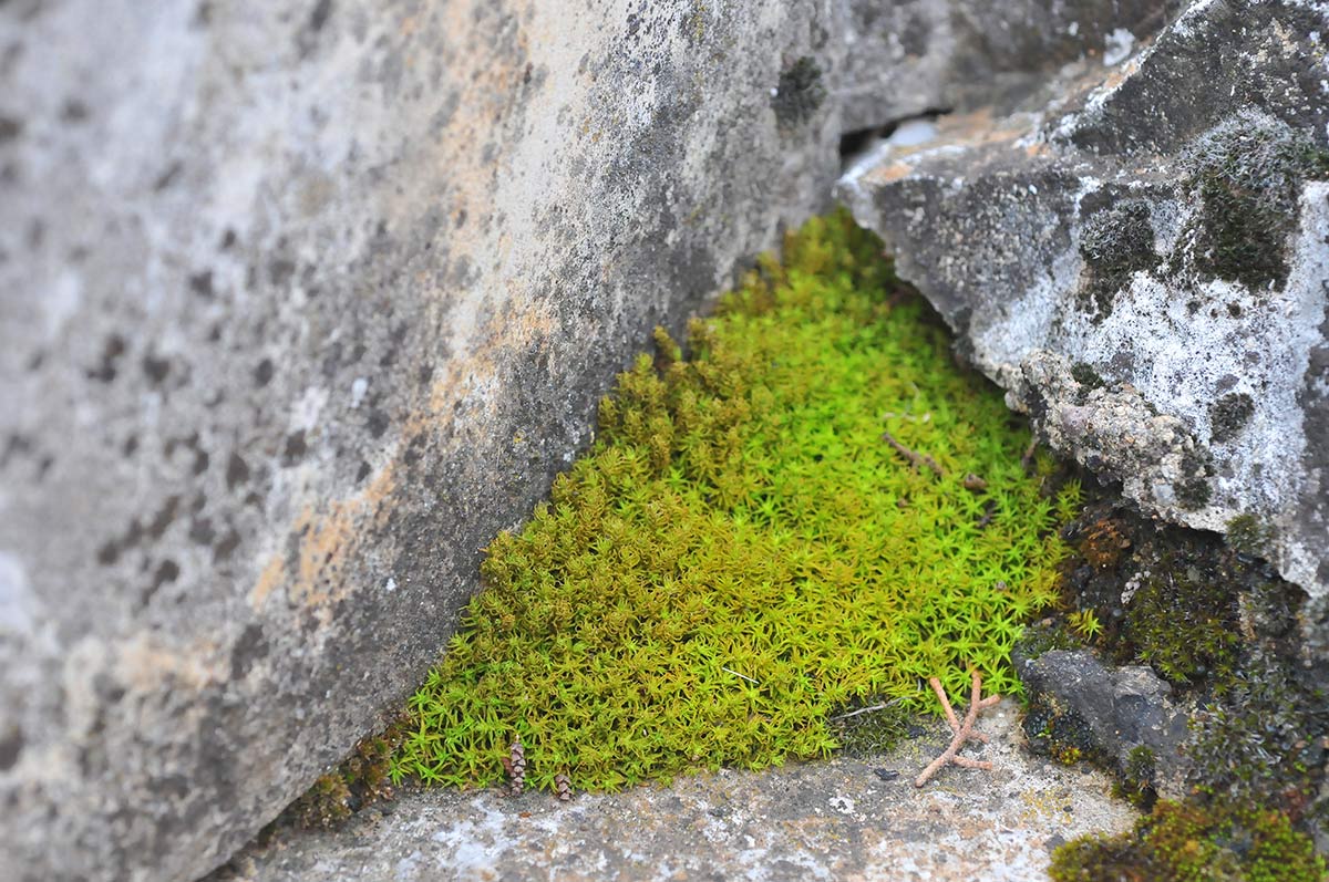 Musgos entre las piedras de granito