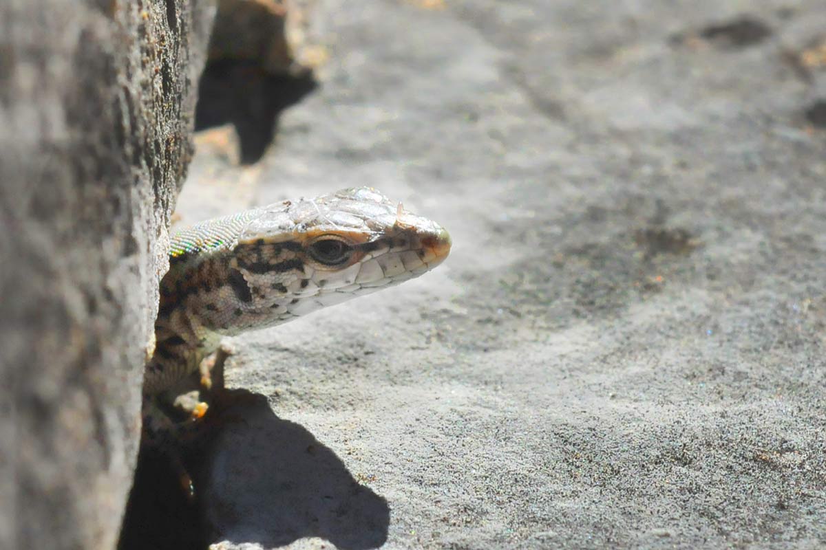 Imagen secundaria 1 - Un mirlo busca invertebrados entre los musgos de un mausoleo; una lagartija aparece por la unión de una lápida en un panteón; las hiedras aprovechan las cruces de piedra para crecer. 