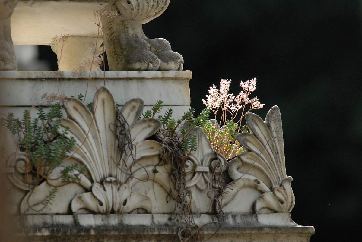 Flores de sedum aparecen entre las grietas.