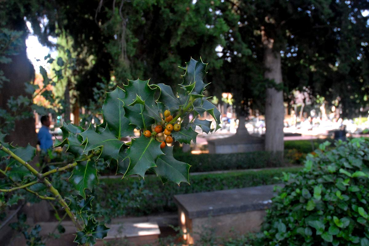 En el otoño los frutos del acebo comienzan a teñirse de rojo, anuncian la proximidad de la Navidaddel invierno.