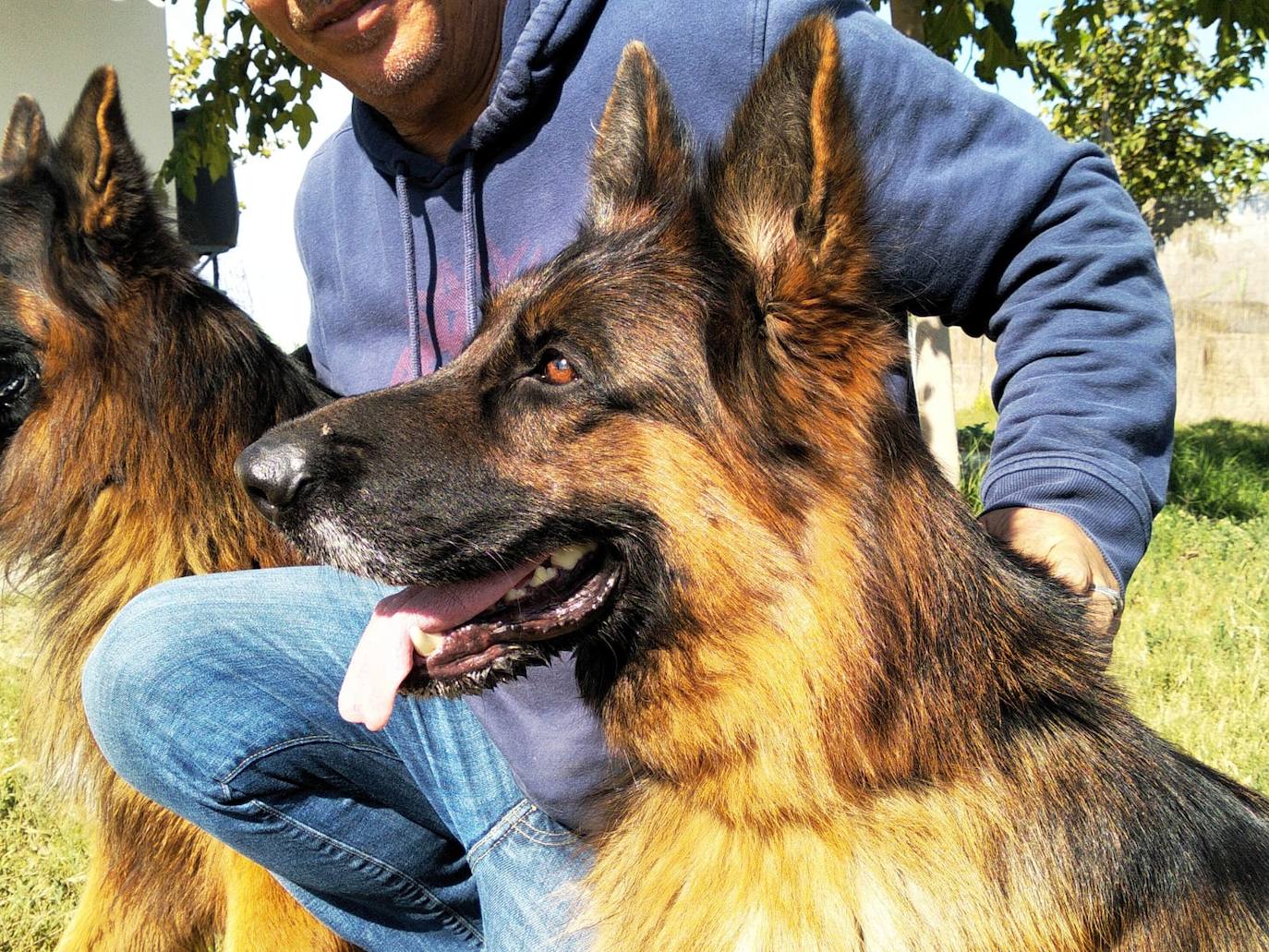 Mary de Sagasta, criada en Cúllar Vega, vencedora del Campeonato Mundial de Pastores Alemanes