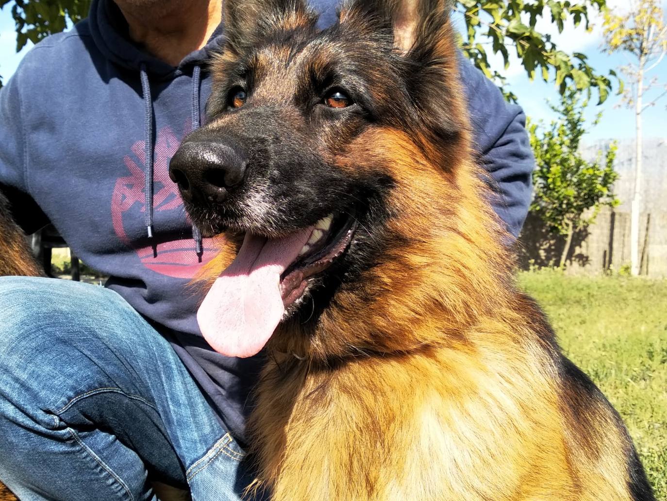 Mary de Sagasta, criada en Cúllar Vega, vencedora del Campeonato Mundial de Pastores Alemanes