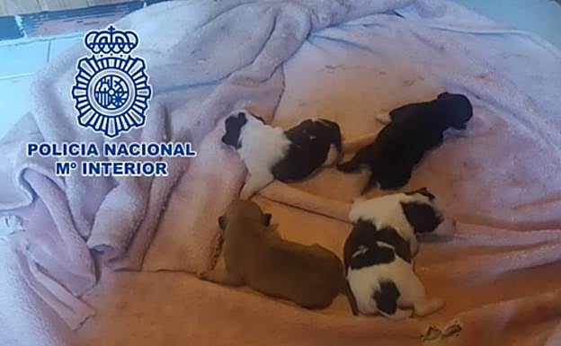 Una mujer intenta matar a cuatro cachorros metiéndolos en el congelador