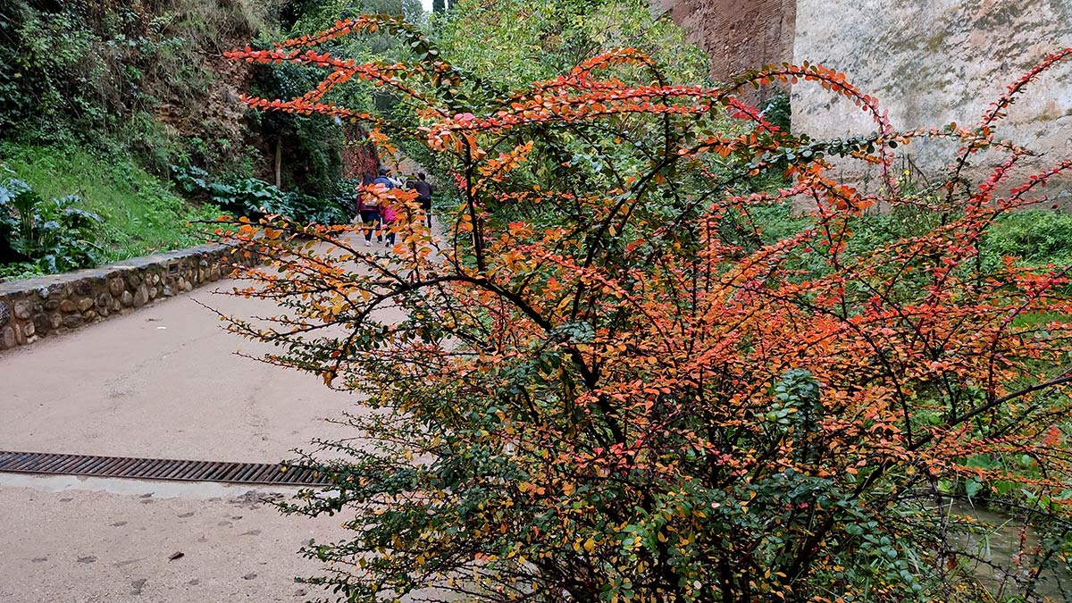 El otoño avanza en la ribera de la Cuesta de los Chinos 