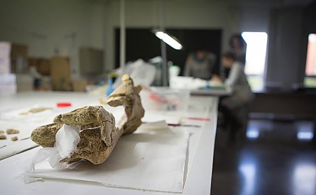 Hueso de hipopótamo.