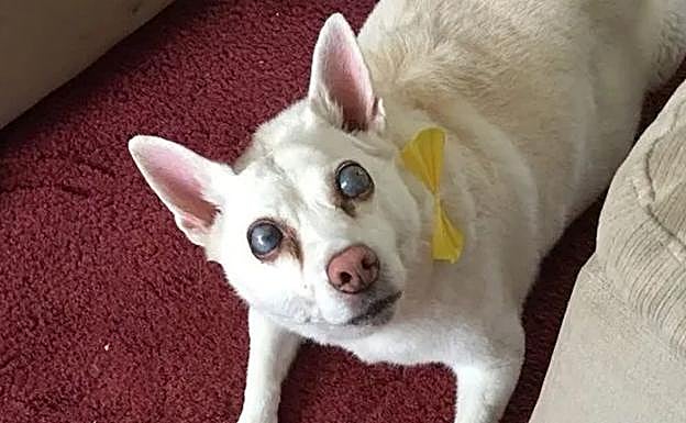 Una perra se queda ciega por estrés ante los fuegos artificiales: su dueña inicia una campaña para prohibirlos