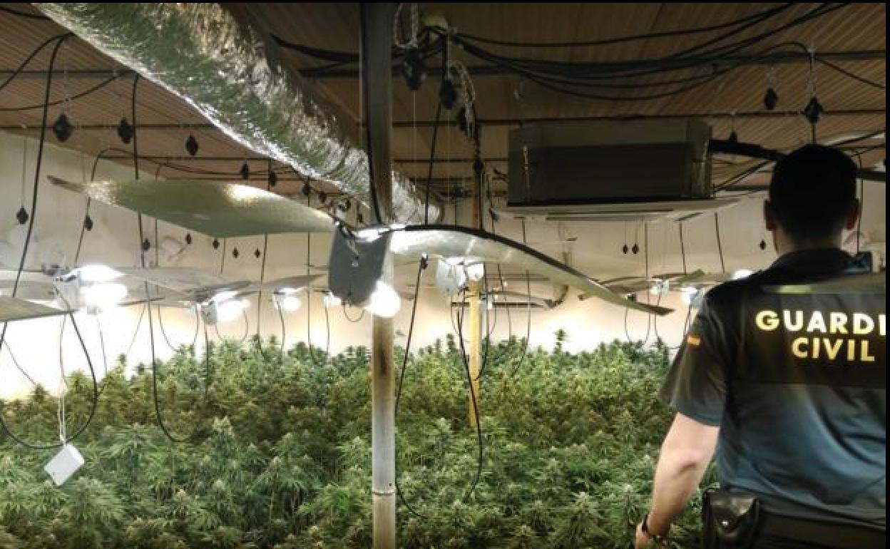 Marihuana en Granada | La Guardia Civil descubre 677 plantas tras una denuncia anónima y una investigación