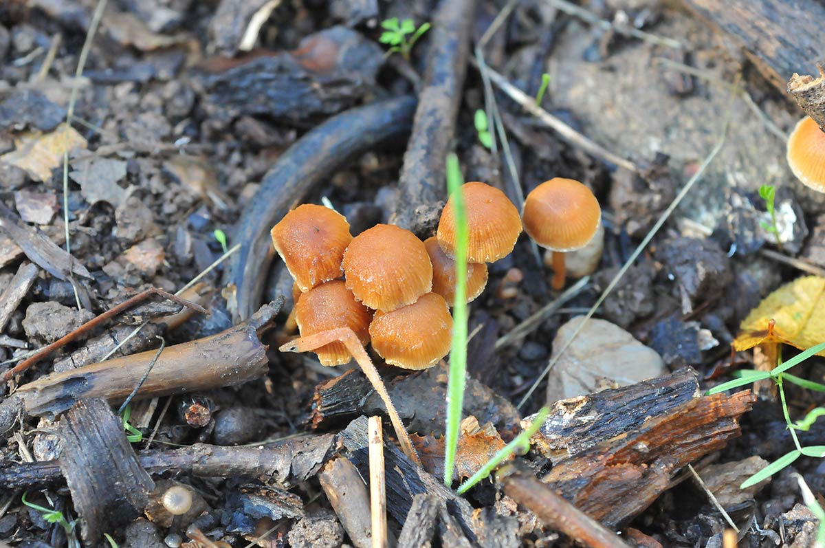 TÓXICA. Galerina badipes. Crece en madera en descomposición en pinares y sotobosques, tóxica