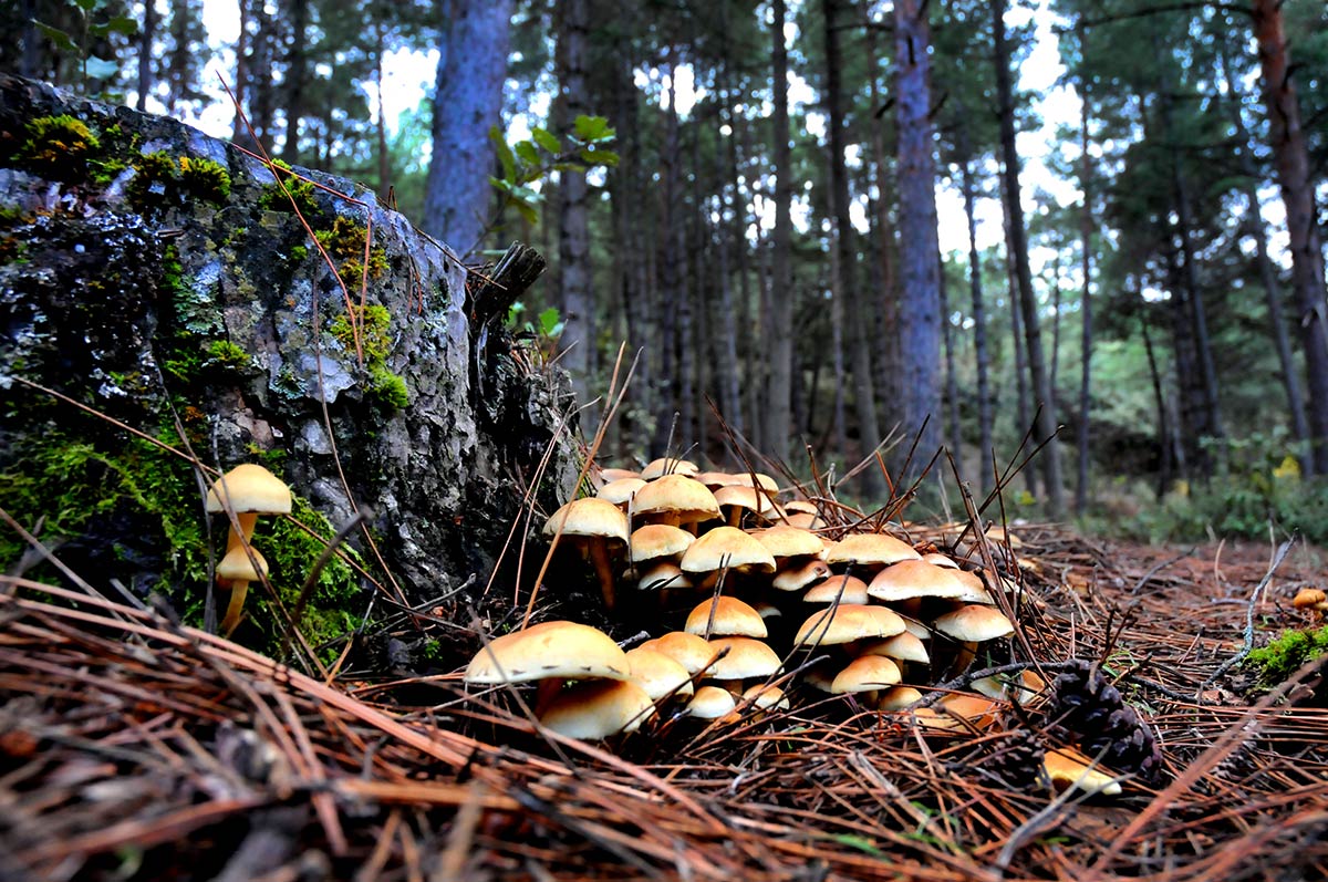 TÓXICA. Hypholoma. Crece en grupos muy numerosos en pinares y sotobosques. Muy tóxica