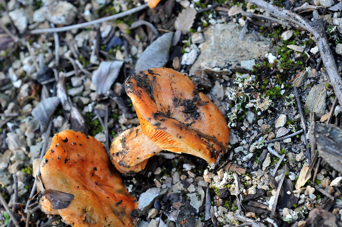 COMESTIBLE. Níscalo. Es la más buscada, Lactarius deliciosus, crece en zonas de sotobosque, al borde de pinares y entre jarales.