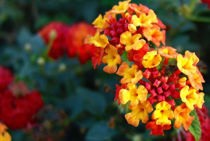 Lantana Cámara (Bandera Española)