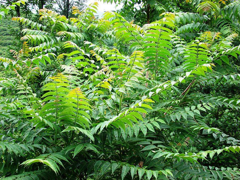 Ailanthus altissima (Árbol del cielo)