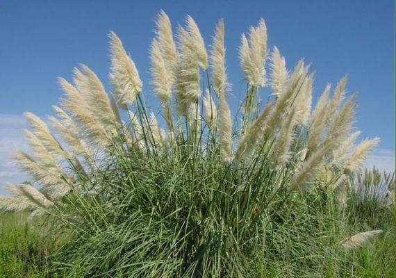 Cortaderia selloana (Plumero de la Pampa)