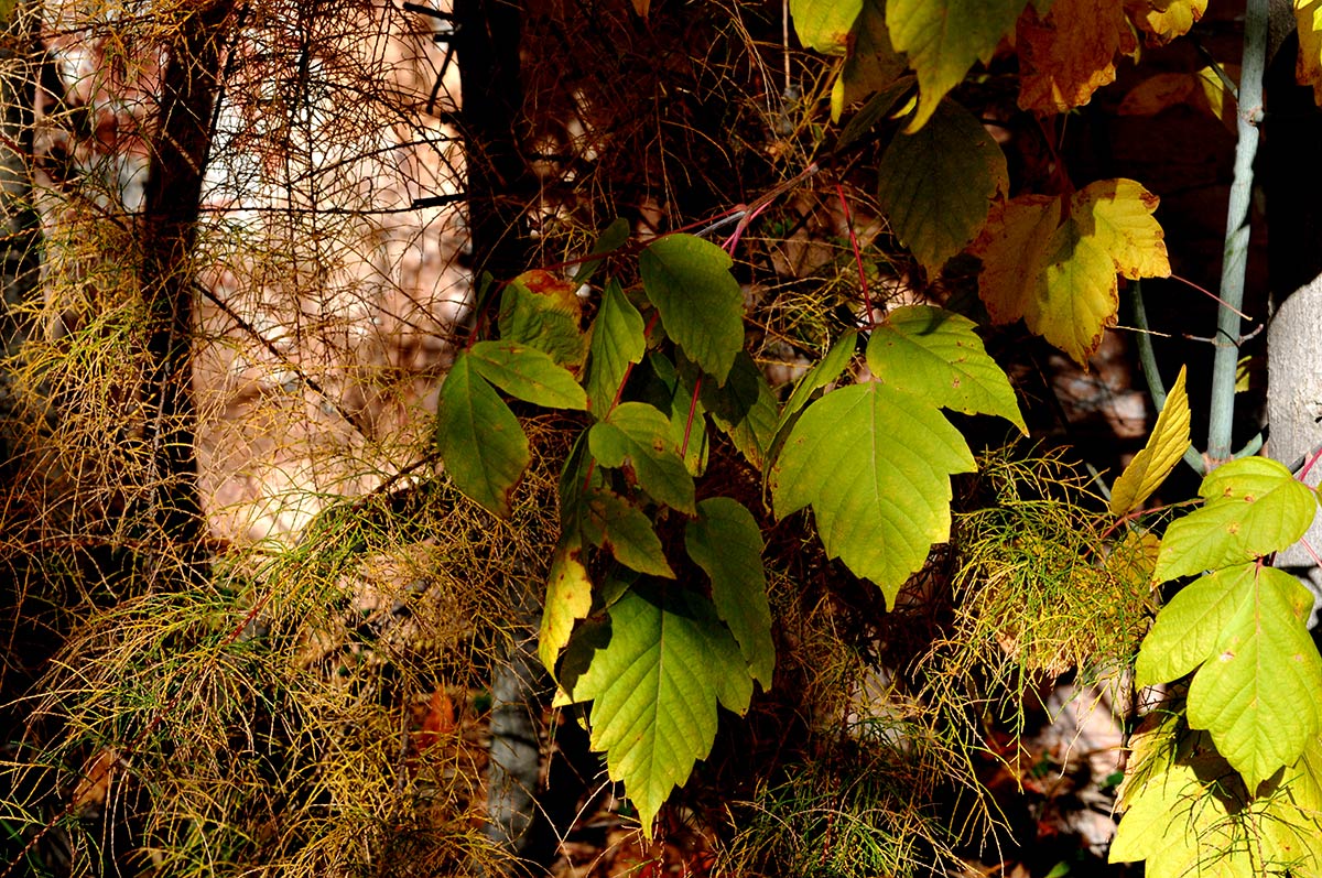 Las colinas del Albaicín, la Sabika y el cerro del Sol se visten con los colores del otoño