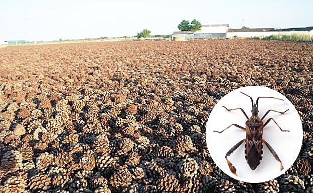 Alerta | El insecto que amenaza con dejar sin piñones a toda España