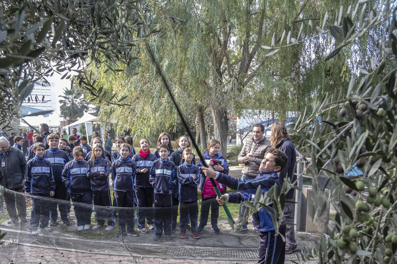 El colegio Caja de Ahorros de Granada participa en la Jornada de Recogida de Aceituna, donde se resaltó la importancia del cultivo para la salud y la sociedad
