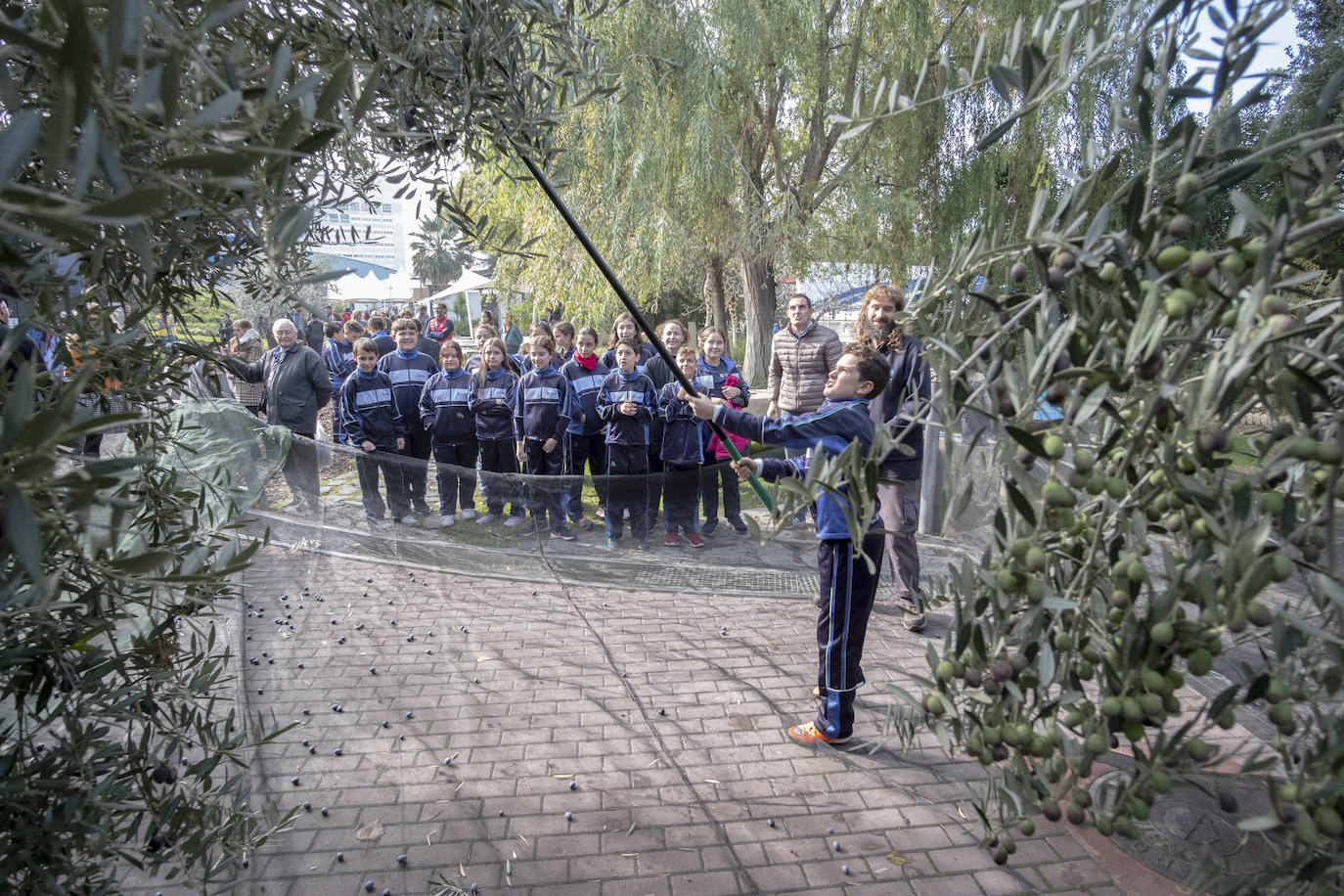 El colegio Caja de Ahorros de Granada participa en la Jornada de Recogida de Aceituna, donde se resaltó la importancia del cultivo para la salud y la sociedad