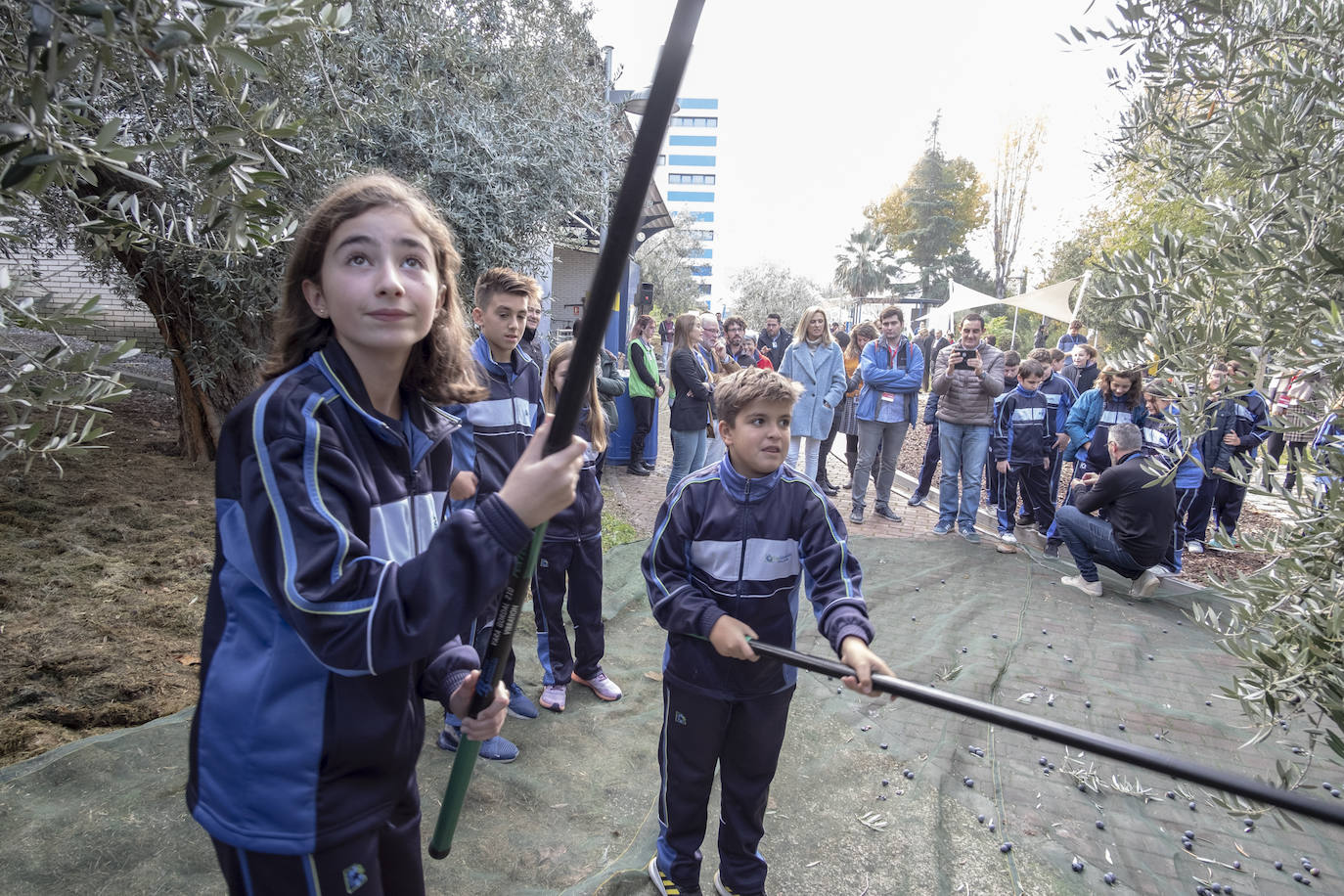 El colegio Caja de Ahorros de Granada participa en la Jornada de Recogida de Aceituna, donde se resaltó la importancia del cultivo para la salud y la sociedad