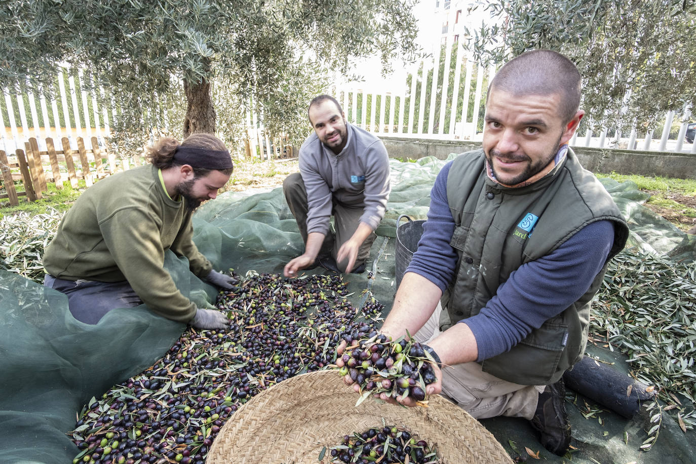 El colegio Caja de Ahorros de Granada participa en la Jornada de Recogida de Aceituna, donde se resaltó la importancia del cultivo para la salud y la sociedad