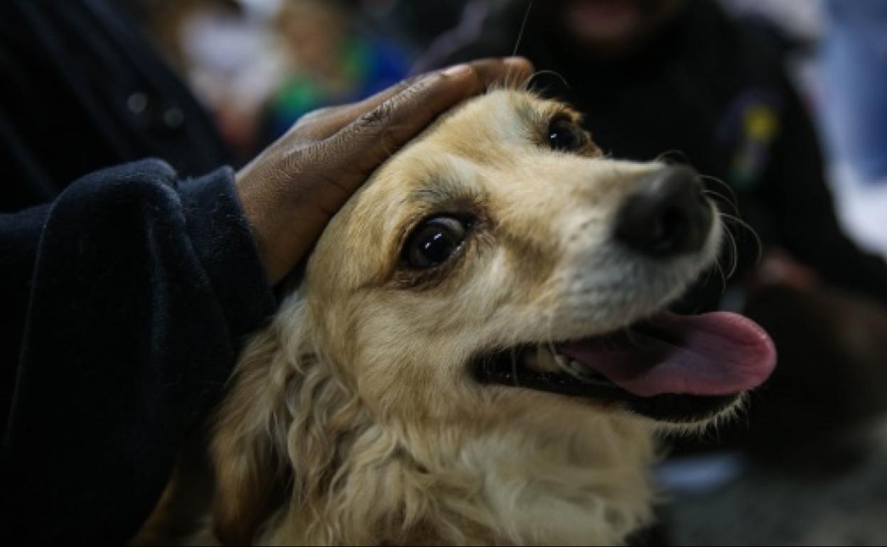 pueden los humanos contraer sepsis de los perros