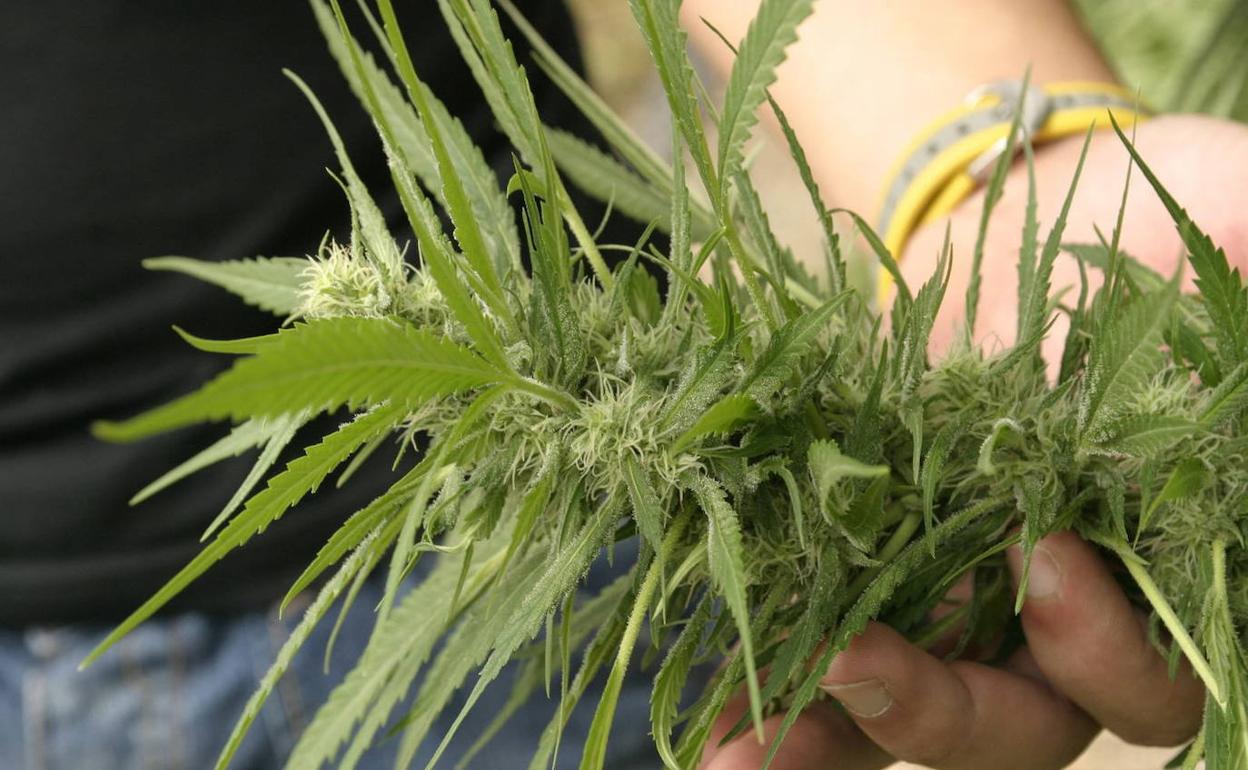 Droga en Granada | Sorprenden a un individuo con 14 kilos de marihuana dentro de su coche