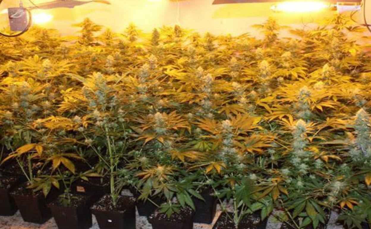 Marihuana en Granada | Intervienen 335 plantas de cannabis sativa en una vivienda de Gójar