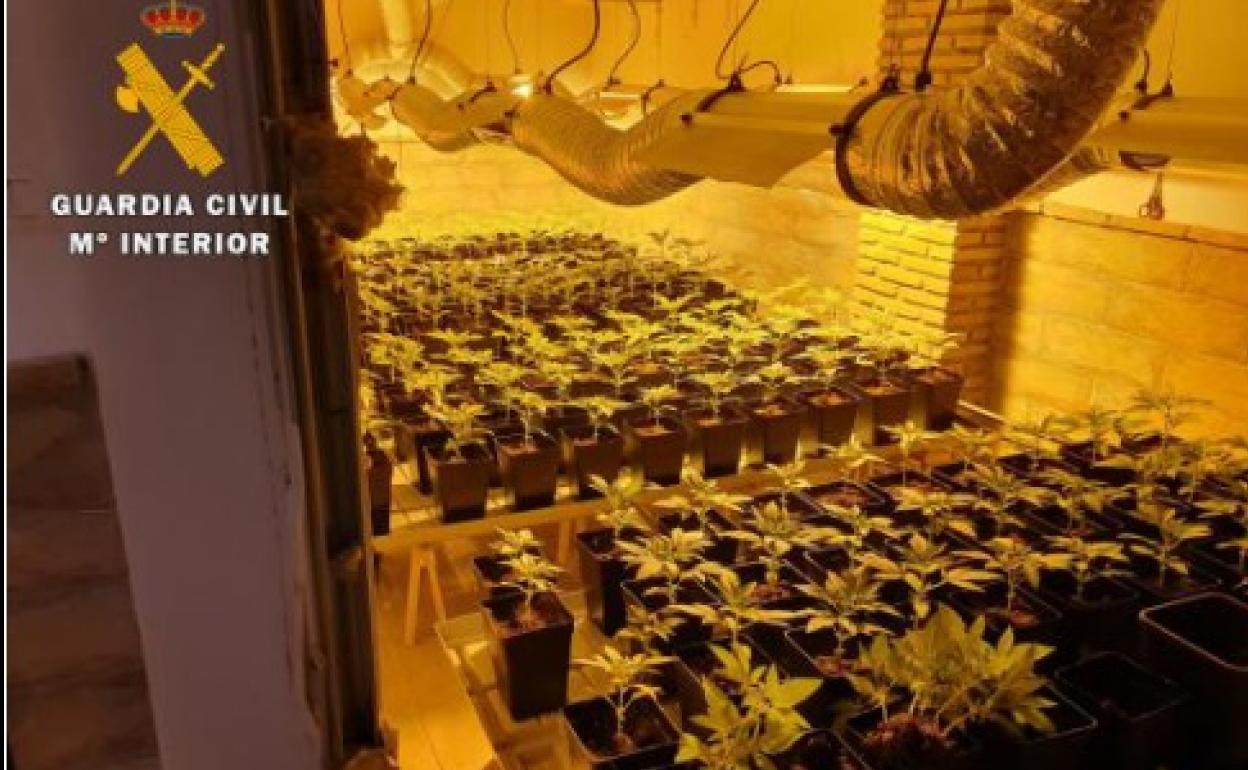 Fuerte olor a marihuana en Granada: la Guardia Civil descubre 1.005 plantas en una doble operación