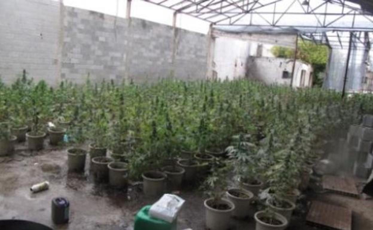 6458 plantas y 36 detenidos: la lucha sin cuartel en noviembre en Granada contra la marihuana