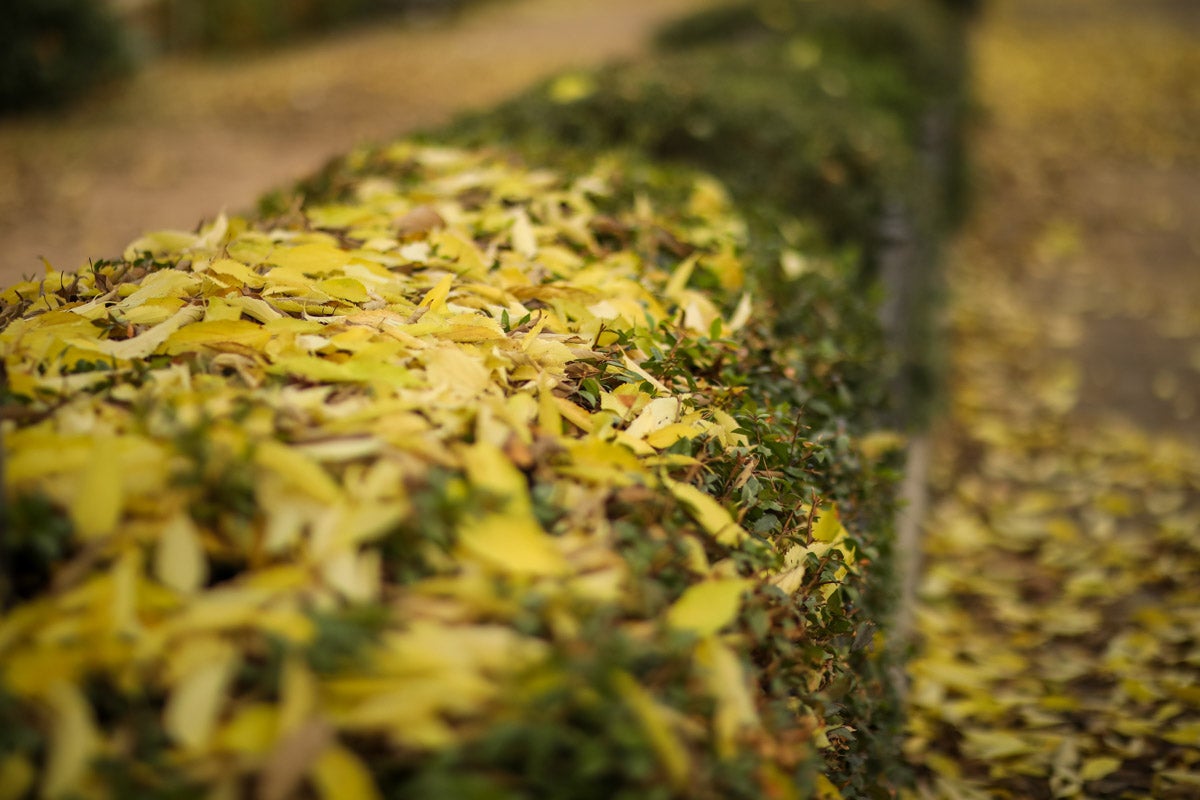 La capital nazarí ofrece paisajes bellos y penetrantes en la estación otoñal | La Alhambra, el centro... todos los rincones ofrecen hermosas estampas