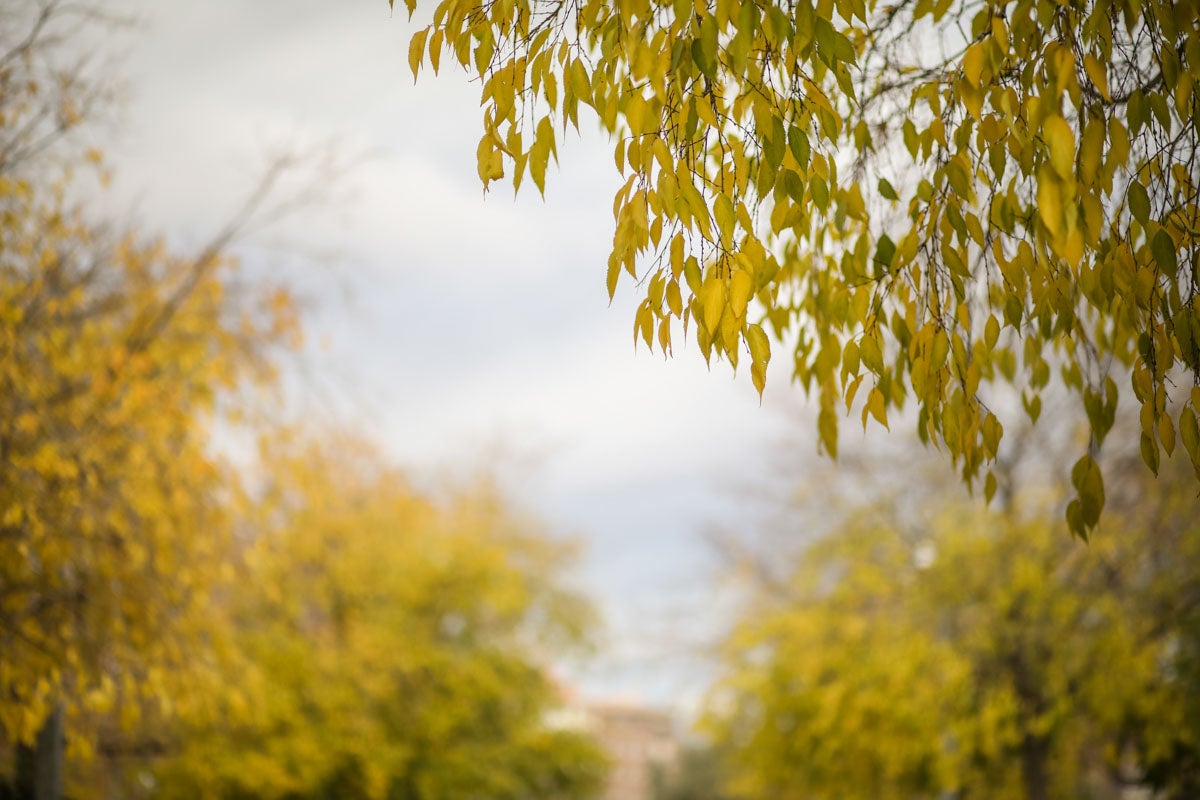 La capital nazarí ofrece paisajes bellos y penetrantes en la estación otoñal | La Alhambra, el centro... todos los rincones ofrecen hermosas estampas