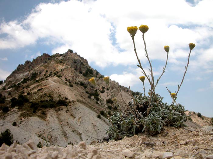 Un endemismo nevadense, Santolina elegans, al fondo la cara este del Trevenque 