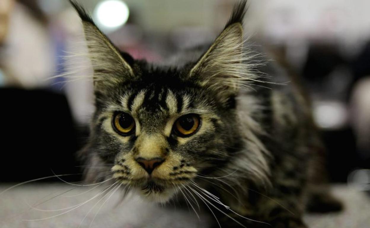 Posible caso de rabia por mordedura de gato.