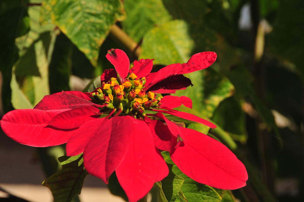 Imagen secundaria 2 - La ruta de la flor de pascua en la costa tropical granadina