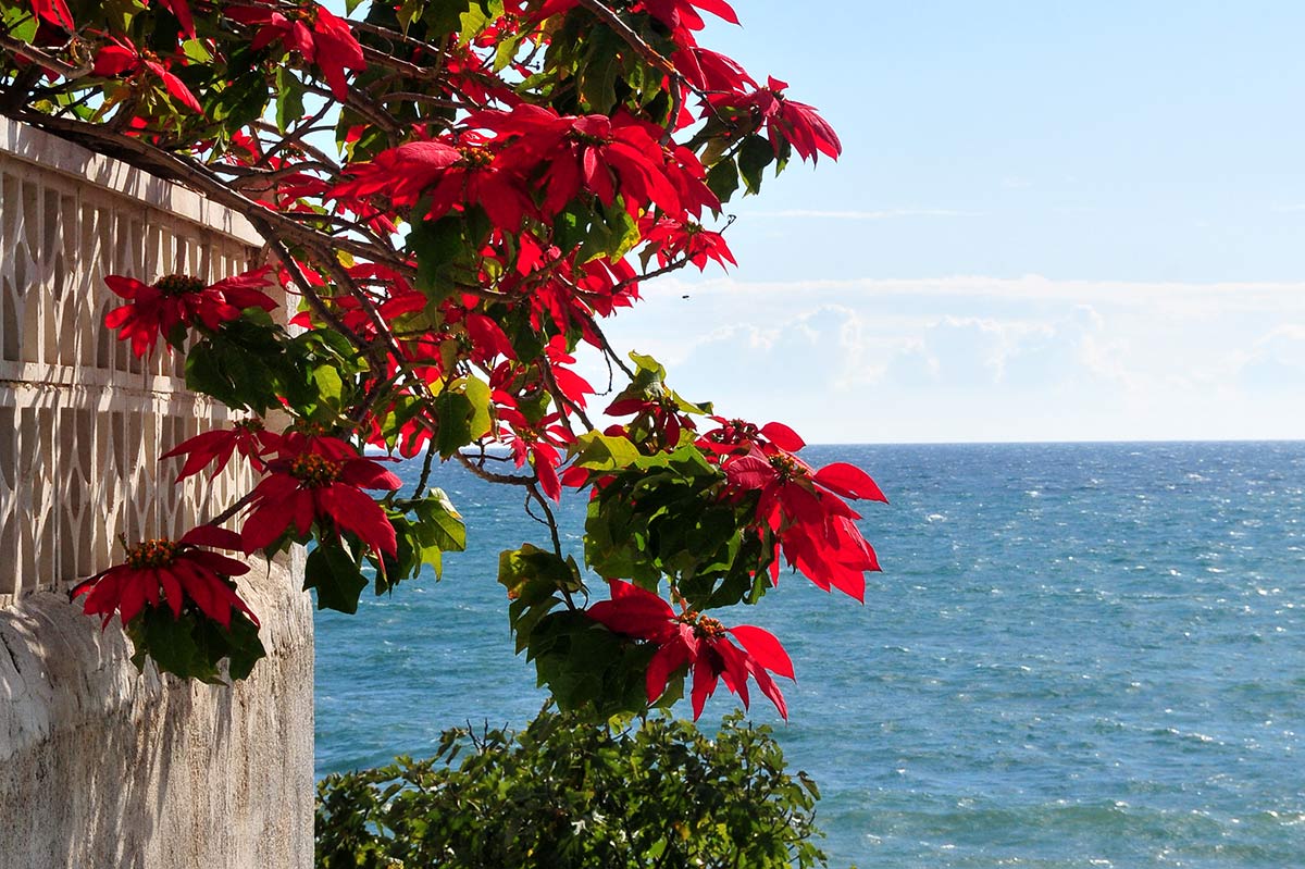 Imagen secundaria 1 - La ruta de la flor de pascua en la costa tropical granadina