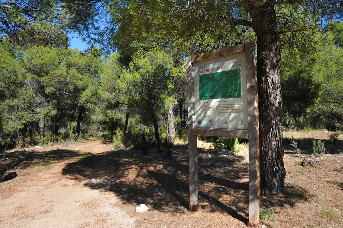 Área recreativa en los pinares del Sotillo