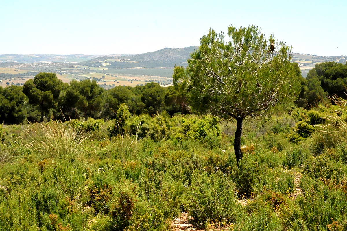 Área recreativa en los pinares del Sotillo