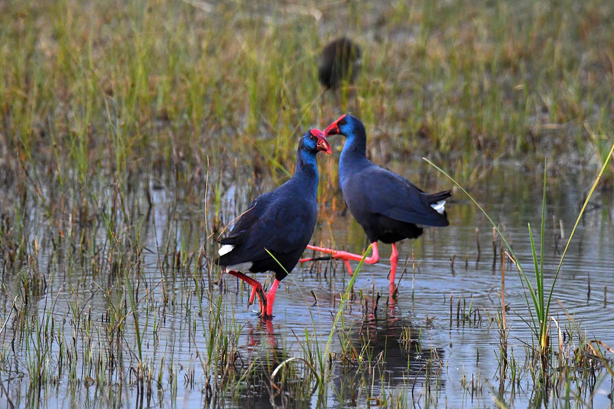 Pareja de Calamón inician su cortejo 