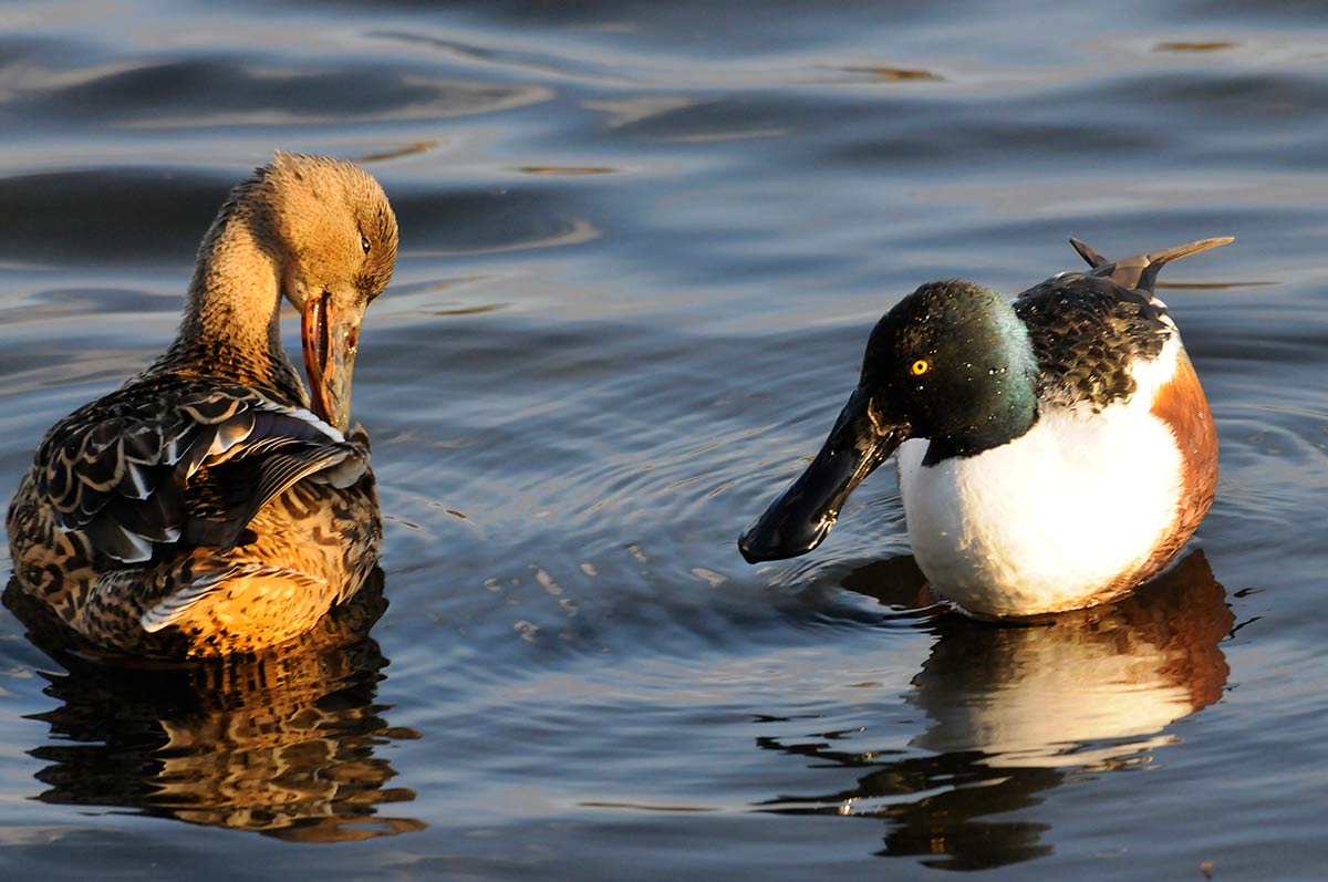 Pareja de pato cuchara, invernantes habituales de la Charca de Suárez 