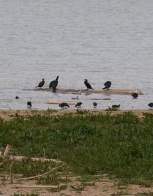 Imagen secundaria 2 - Rutas de Navidad | Observar aves en la cola del embalse de Cubillas